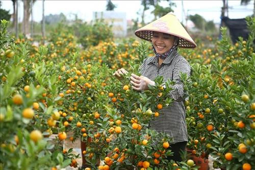 Quất, bưởi Văn Giang sẵn sàng cho Tết Nguyên đán Canh Tý 2020