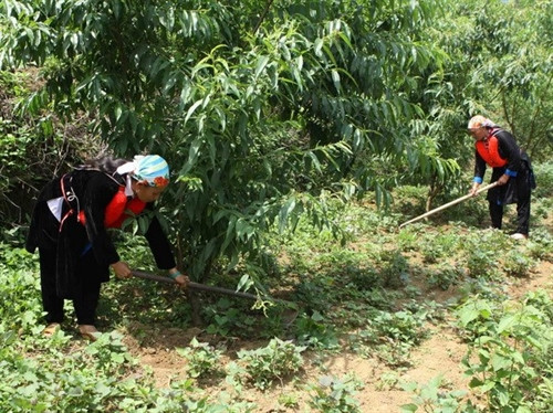 Già làng Hồ Sỹ Thi đi đầu trong mặt trận chống đói nghèo