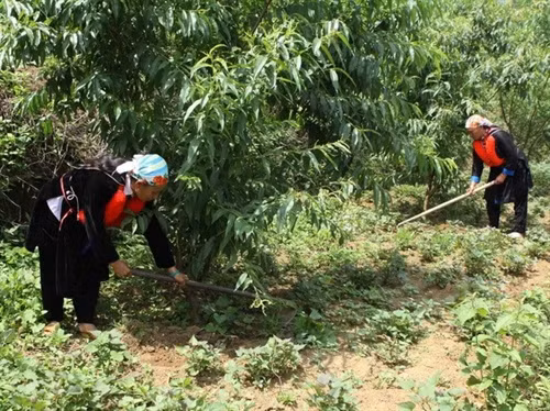 Già làng Hồ Sỹ Thi đi đầu trong mặt trận chống đói nghèo