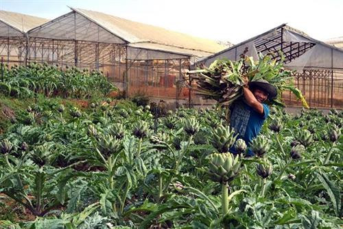 Hơn 50 tỷ đồng đầu tư trồng cây dược liệu ở Lâm Đồng