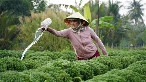 Hạn mặn “uy hiếp” 11 triệu sản phẩm hoa cảnh Tết
