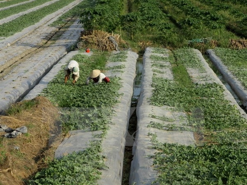 Trồng rau, màu sạch theo chuẩn VietGAP phục vụ Tết Nguyên đán