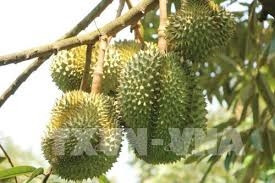 Kỹ thuật trồng cây sầu riêng