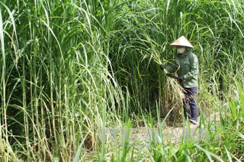 Kỹ thuật trồng cỏ nuôi bò