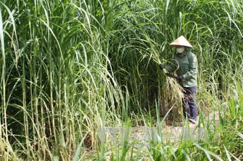 Kỹ thuật trồng cỏ nuôi bò