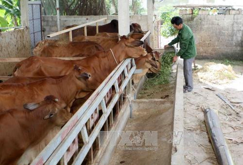 Trị bệnh sán lá gan trên gia súc