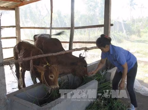 Phòng bệnh ký sinh trùng đường máu ở bò