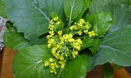 Kỹ thuật sản xuất hạt giống cải ngồng Lạng Sơn