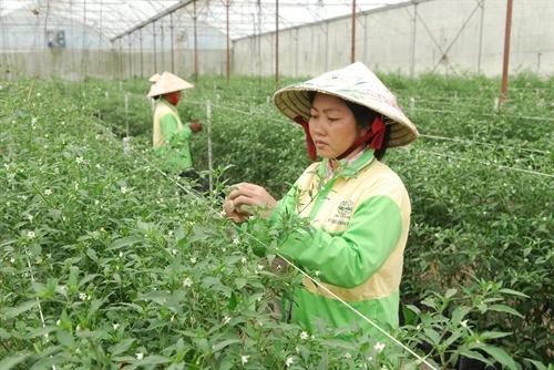 Mô hình nông nghiệp đô thị ở TP. Hồ Chí Minh