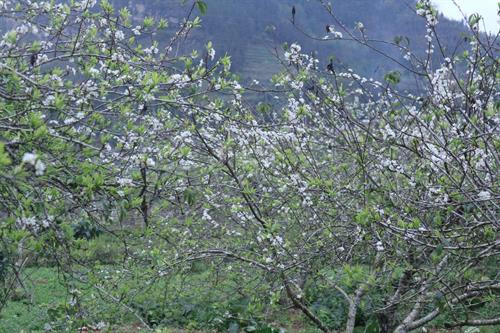 Ghi đậm dấu ấn "Sắc màu Tây Bắc"
