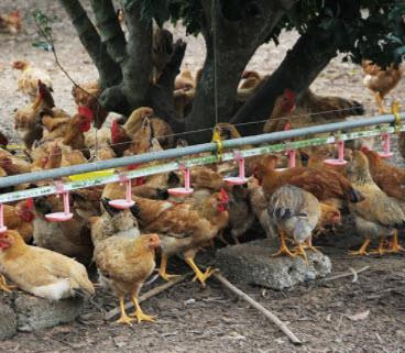 Bắc Giang nâng cao hiệu quả các hợp tác xã nông nghiệp