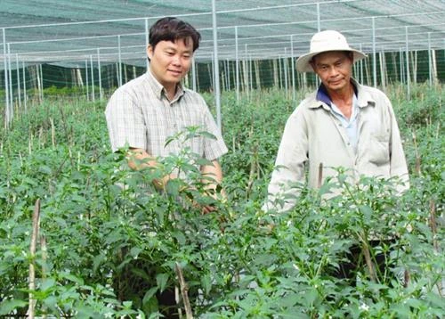 Mô hình ươm giống ớt trong nhà lưới cho hiệu quả cao