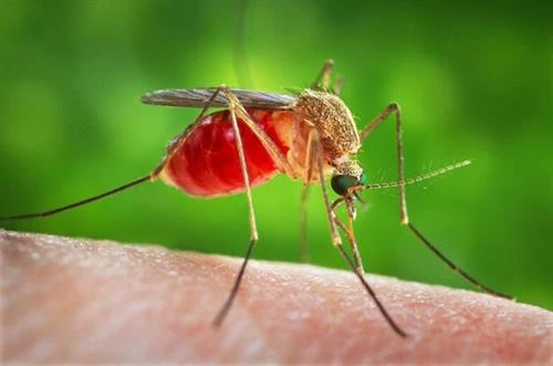 Phát hiện "vũ khí" mới trong cuộc chiến chống sốt rét