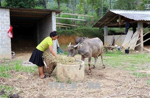 Để trâu bò không bị cước chân