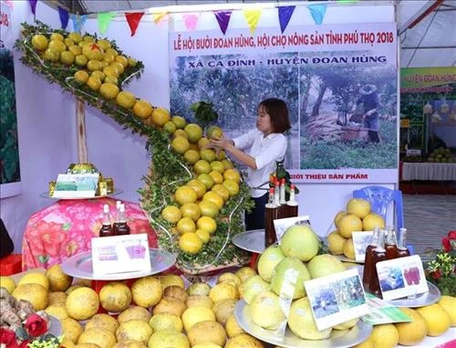  Bưởi Đoan Hùng ở Phú Thọ nổi tiếng khắp nơi