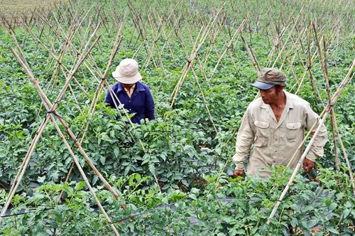 Công bố cách phòng, trừ bệnh xoăn lá trên cây cà chua