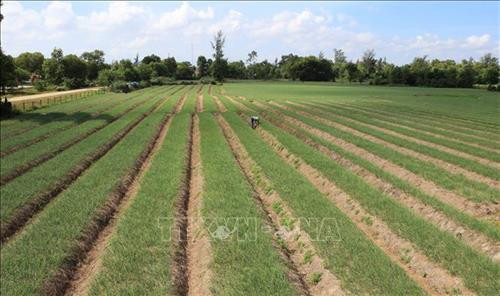 Trồng cây ném trên vùng cát trắng ở Thừa Thiên - Huế góp phần xóa đói giảm nghèo