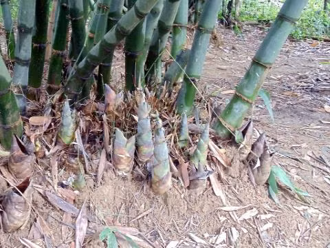 Kỹ thuật trồng tre lấy măng