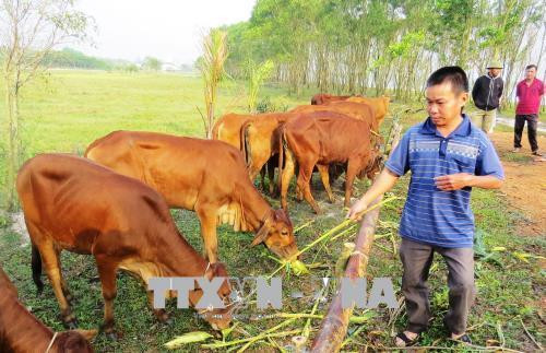 Quảng Bình giảm nghèo bền vững gắn với giải quyết việc làm