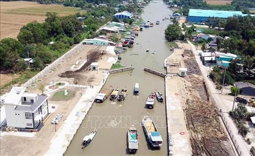 Nông dân Sóc Trăng được mùa lúa nhờ né hạn mặn