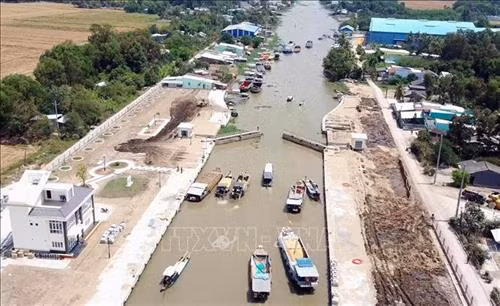 Nông dân Sóc Trăng được mùa lúa nhờ né hạn mặn