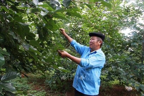 Triển vọng từ trồng cây ăn quả ôn đới với đồng bào vùng cao Mù Cang Chải