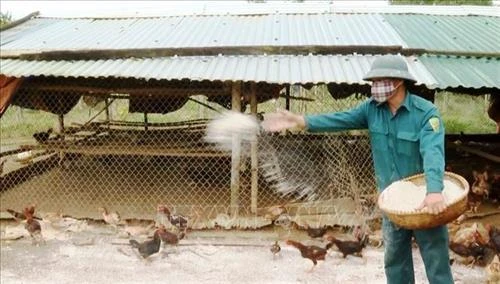 Thủ tướng Chính phủ chỉ thị triển khai quyết liệt các giải pháp phòng, chống dịch bệnh gia súc, gia cầm