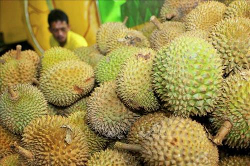 Nguồn điện tương lai từ mít và sầu riêng