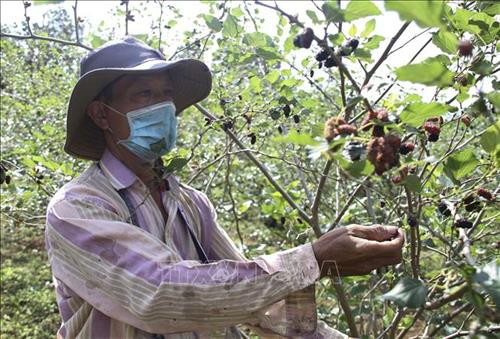 Tăng giá trị sản xuất từ chuyển đổi cơ cấu cây trồng