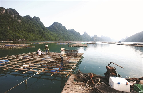 Nghề nuôi nhuyễn thể ở huyện đảo Vân Đồn