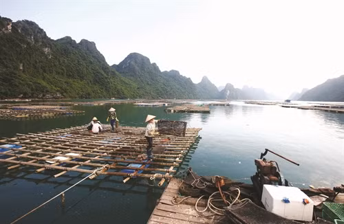 Nghề nuôi nhuyễn thể ở huyện đảo Vân Đồn