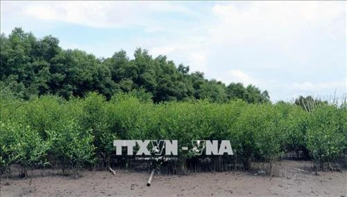 Kiên Giang khôi phục rừng phòng hộ ven biển