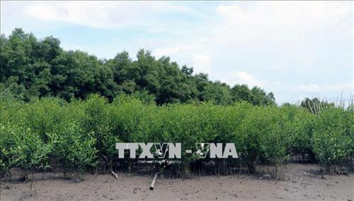 Kiên Giang khôi phục rừng phòng hộ ven biển