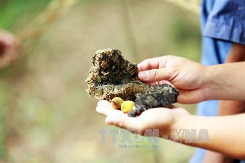 Kỳ lạ “cây thần giữ rừng” của đồng bào dân tộc Thái