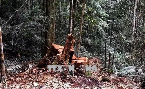 Phá rừng chiếm đất - Thách thức trong quản lý rừng Tây Nguyên