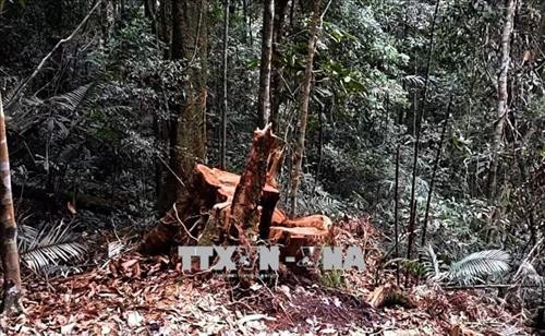 Phá rừng chiếm đất - Thách thức trong quản lý rừng Tây Nguyên
