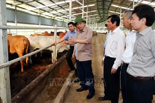 Hòa Bình phát triển chăn nuôi, phòng chống dịch bệnh gia súc, gia cầm