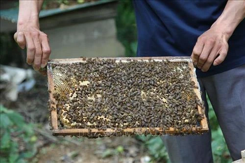 Làm giàu từ nghề nuôi ong dưới tán rừng sú vẹt ở Giao Thủy