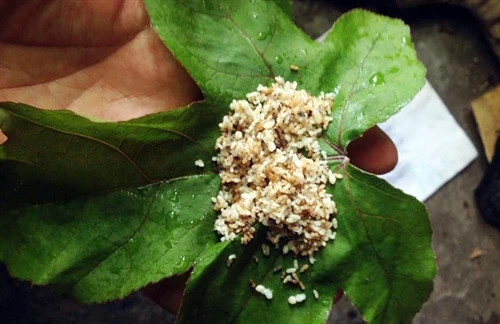 Lên Bắc Giang ăn đặc sản trứng kiến