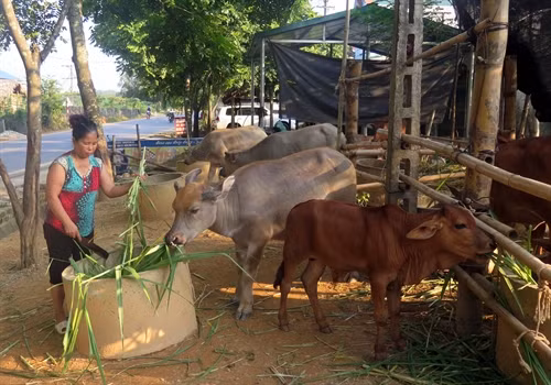 Nhiều chính sách hỗ trợ phát triển sản xuất để giảm nghèo bền vững