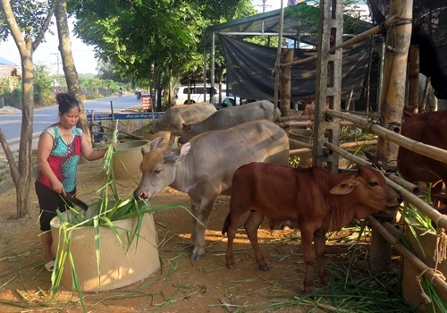 Nhiều chính sách hỗ trợ phát triển sản xuất để giảm nghèo bền vững