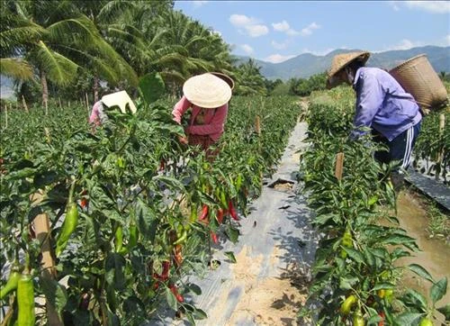 Ninh Thuận: Trồng “ớt Hàn Quốc” giúp người dân nâng cao thu nhập