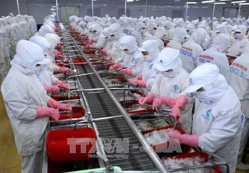 Ngành tôm Việt Nam đối mặt áp lực nguồn cung