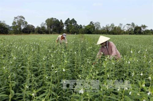 Kỹ thuật trồng vừng đen đơn giản cho năng suất cao