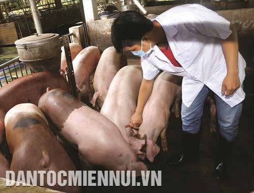 Phòng chống dịch bệnh cho vật nuôi mùa mưa bão