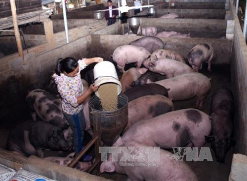 Một số giải pháp ổn định phát triển chăn nuôi