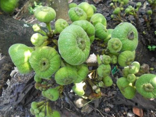 Phát triển thương hiệu đặc sản trái vả xứ Huế