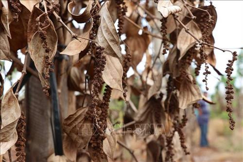 Hồ tiêu chết và rớt giá, nhà nông tìm hướng đi mới