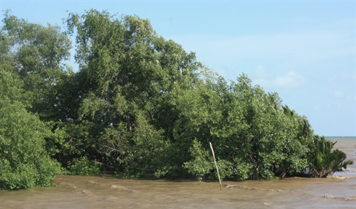 Cần phát triển bền vững vùng đất ngập nước ven biển Phú Yên