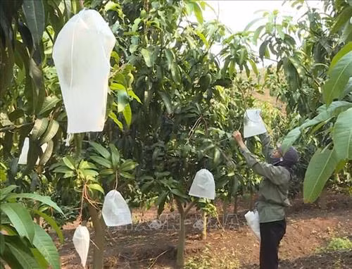 Sơn La "mặc áo" cho xoài xuất khẩu
